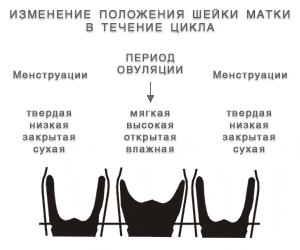 Как Выглядит Матка Перед Месячными Фото