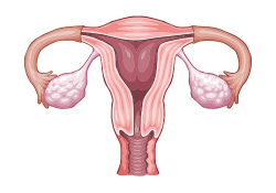Женская репродуктивная система