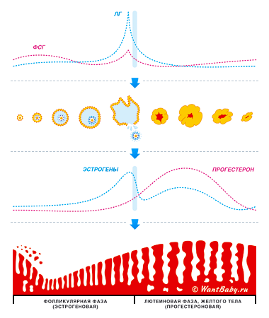 Калькулятор «Календарь овуляции» - - www.wantbaby.ru