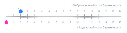 «Эмбриональный» срок беременности рассчитывается относительно даты зачатия. «Акушерский» — от даты начала последней менструации.
